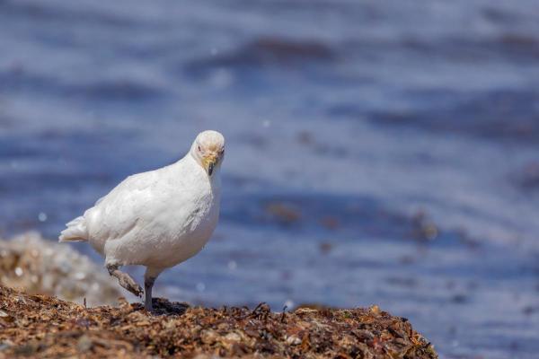 Aves brancas e seus nomes - 10. Pomba-antártica-branca (Chionis alba)