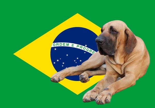 11 Raças de cachorros brasileiros