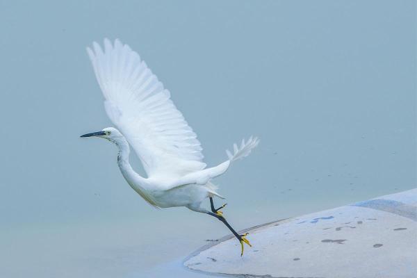 Aves brancas e seus nomes - 1. Garça-branca-pequena (Egretta garzetta) 