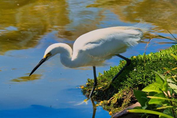 Aves brancas e seus nomes - 2. Garça-branca (Ardea alba) 