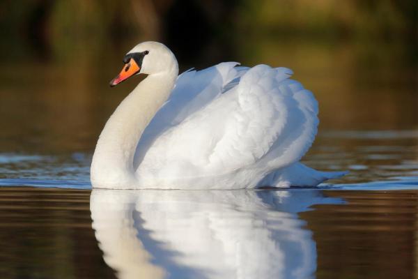 Aves brancas e seus nomes - 3. Cisne-branco (Cygnus olor) 