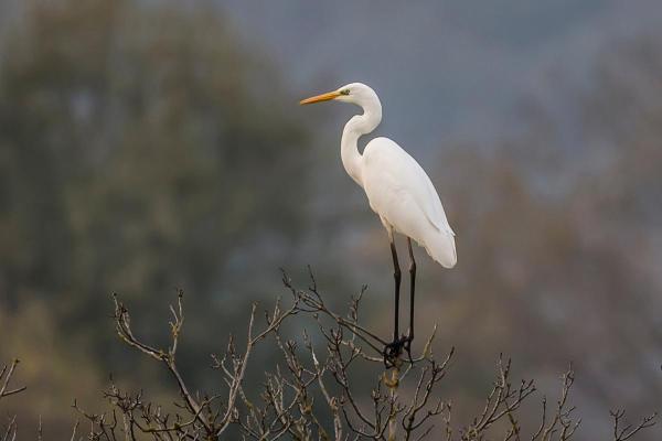 Aves brancas e seus nomes - 5. Garça-branca-americana (Egretta thula) 