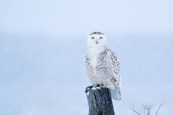 Aves brancas e seus nomes - 7. Coruja-das-neves (Bubo scandiacus) 