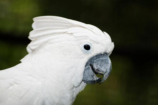 Aves brancas e seus nomes - 8. Catatua-branca (Cacatua alba)