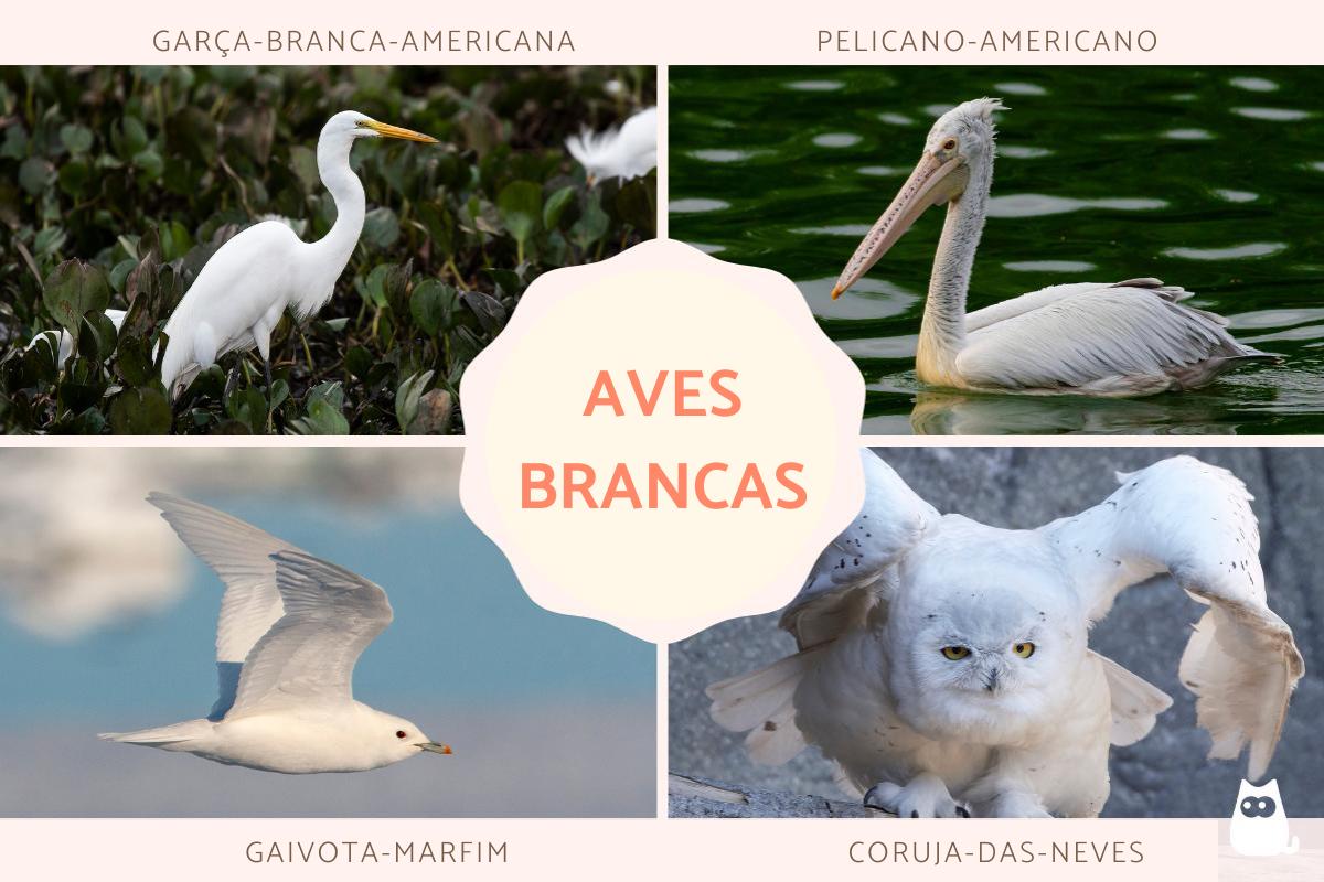 Aves brancas e seus nomes