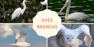 Aves brancas e seus nomes