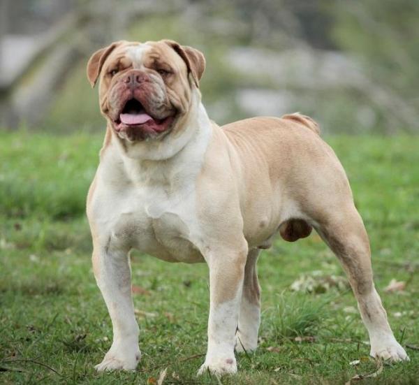 11 Raças de cachorros brasileiros - Buldogue Serrano