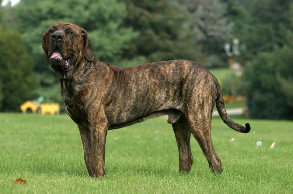 11 Raças de cachorros brasileiros - Fila Brasileiro