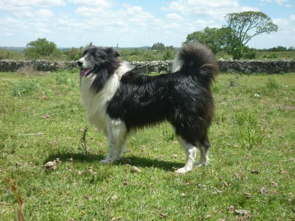 11 Raças de cachorros brasileiros - Ovelheiro Gaúcho