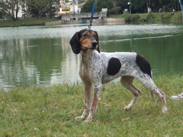 11 Raças de cachorros brasileiros - Rastreador brasileiro