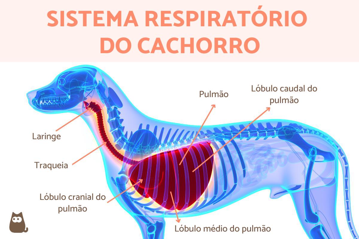 Sistema respiratório do cachorro
