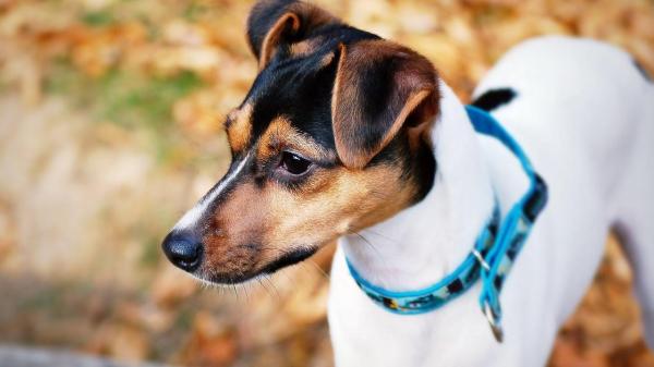 11 Raças de cachorros brasileiros - Terrier brasileiro