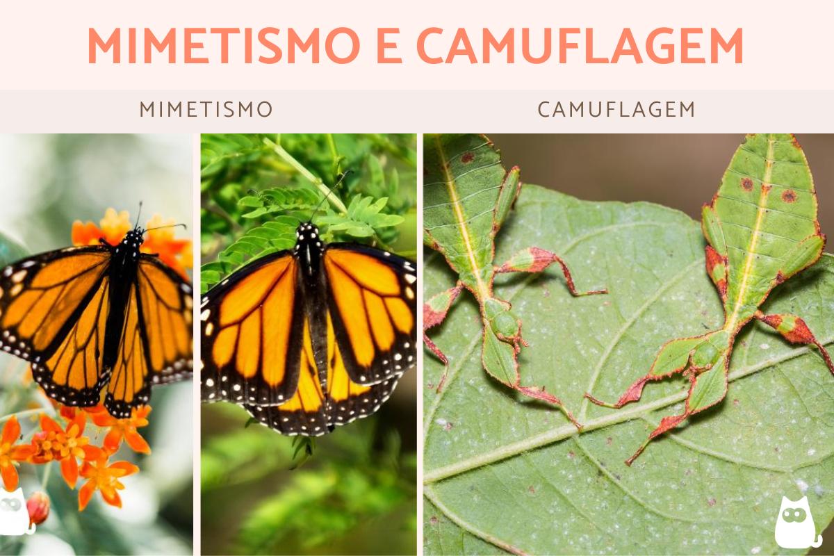 Mimetismo e camuflagem: quais as diferenças?