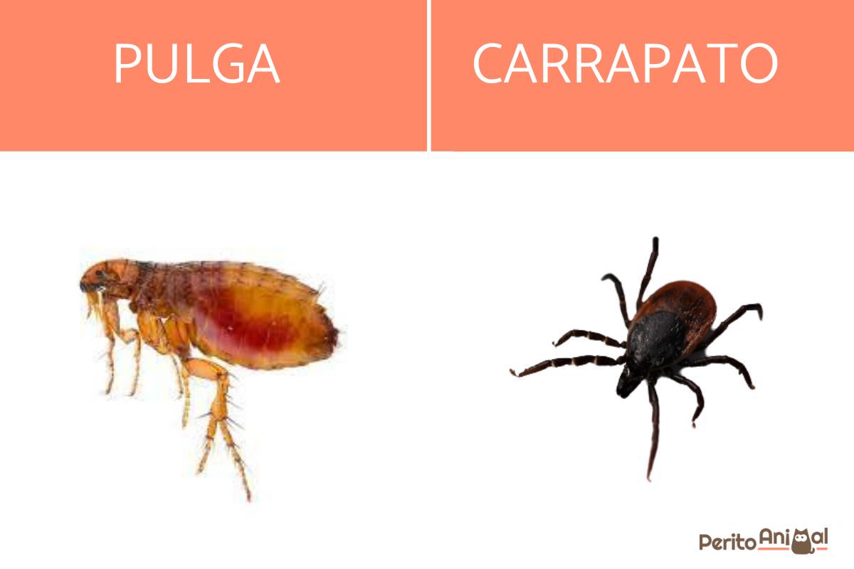 Diferenças entre pulgas e carrapatos