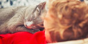 Porque gatos dormem em cima do dono