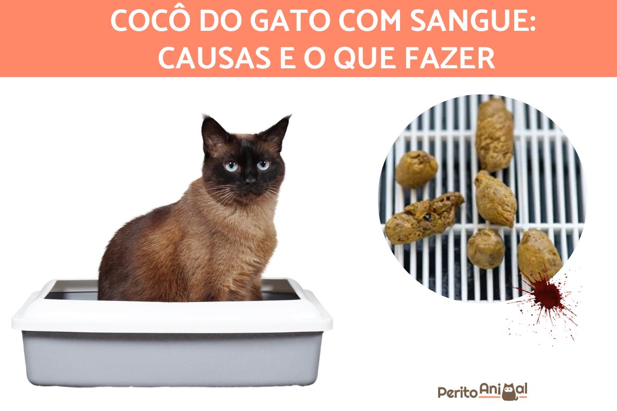 Sangue nas fezes do gato: causas e possíveis doenças