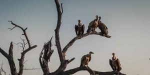 Animais carniceiros: tipos e exemplos