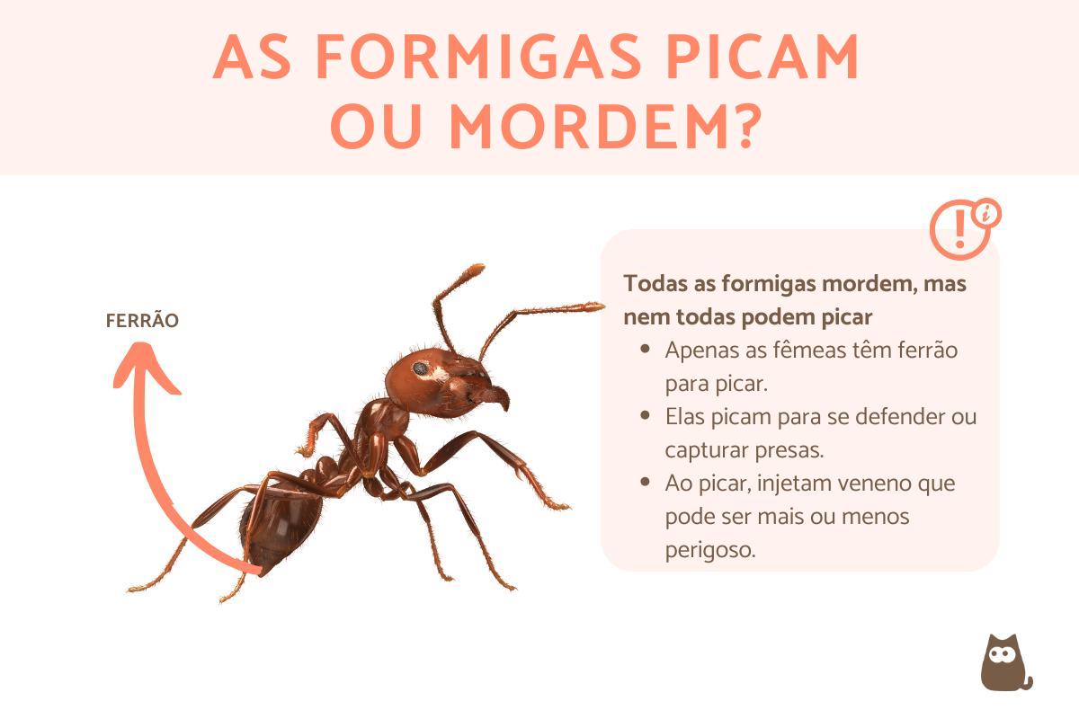 As formigas picam?