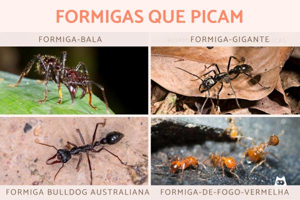 As formigas picam? - Formigas que picam