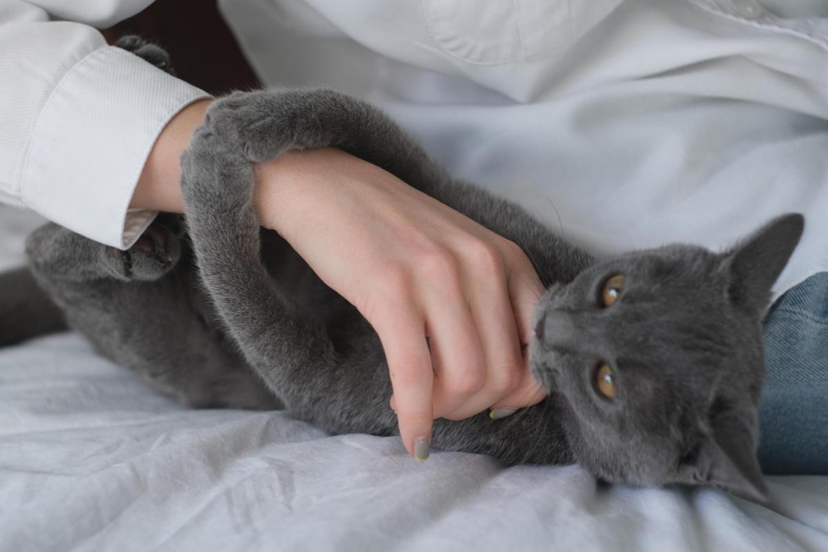 Meu gato me dá mordidinhas - Causas e o que fazer