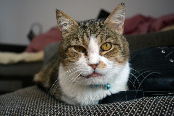 Por que o nariz do gato muda de cor? - Doenças e alergias que mudam a cor do nariz do gato