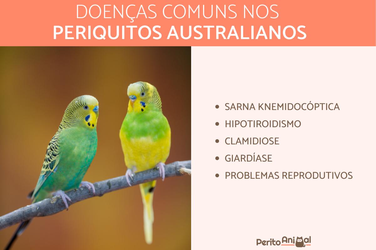 Doenças mais comuns em periquitos australianos