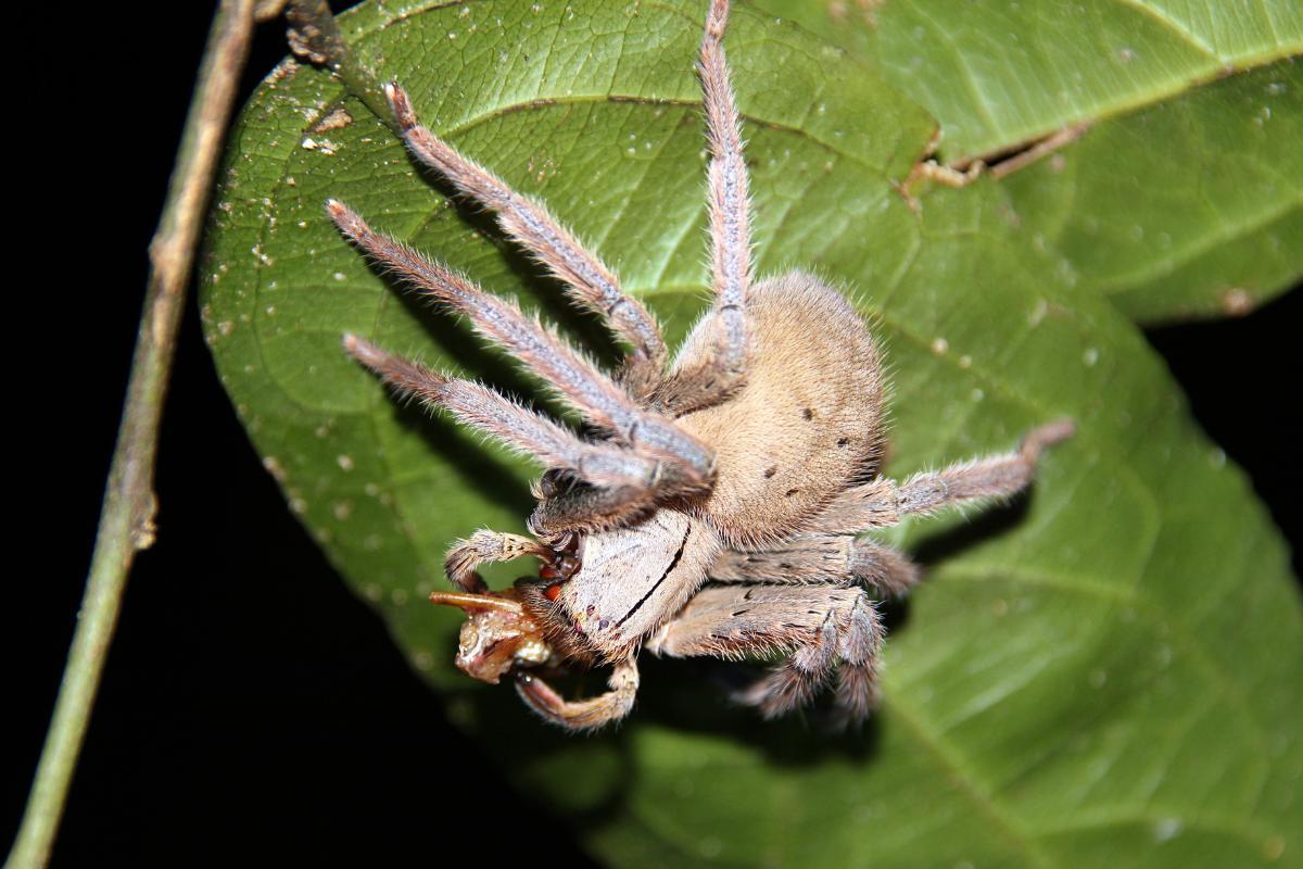 O que aranha-caranguejeira come?