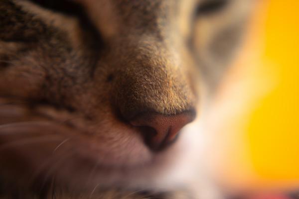 Por que o nariz do gato muda de cor?