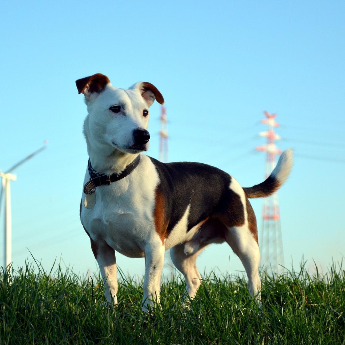 A toxoplasmose em cães - Sintomas e contágio