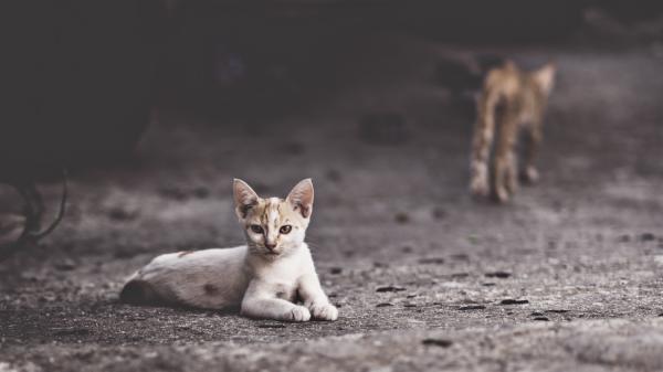 Gato abandonado: o que fazer e como cuidar? - Cuidados com o gato abandonado