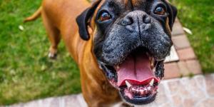 Expectativa de vida do boxer