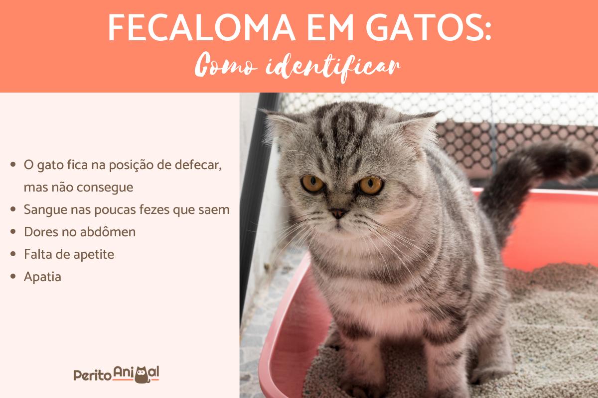 Fecaloma em gatos - Causas e tratamento