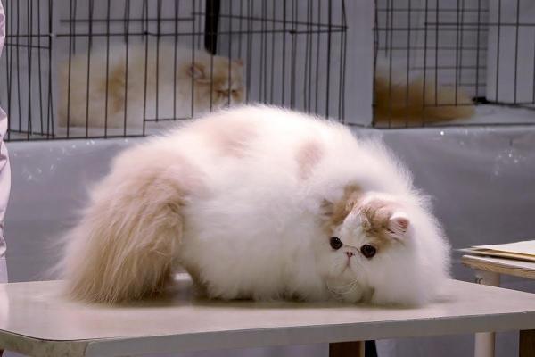 Tipos de gatos persa - Gato persa bicolor