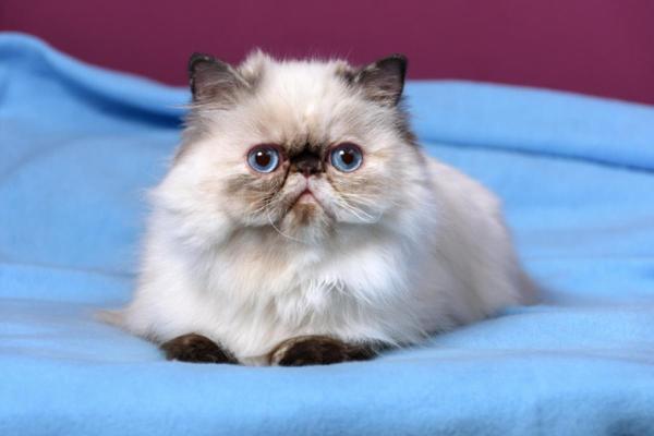 Tipos de gatos persa - Gato persa himalaia ou gato persa extremo