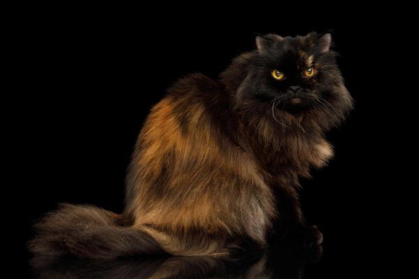 Tipos de gatos persa - Gato persa multicolor
