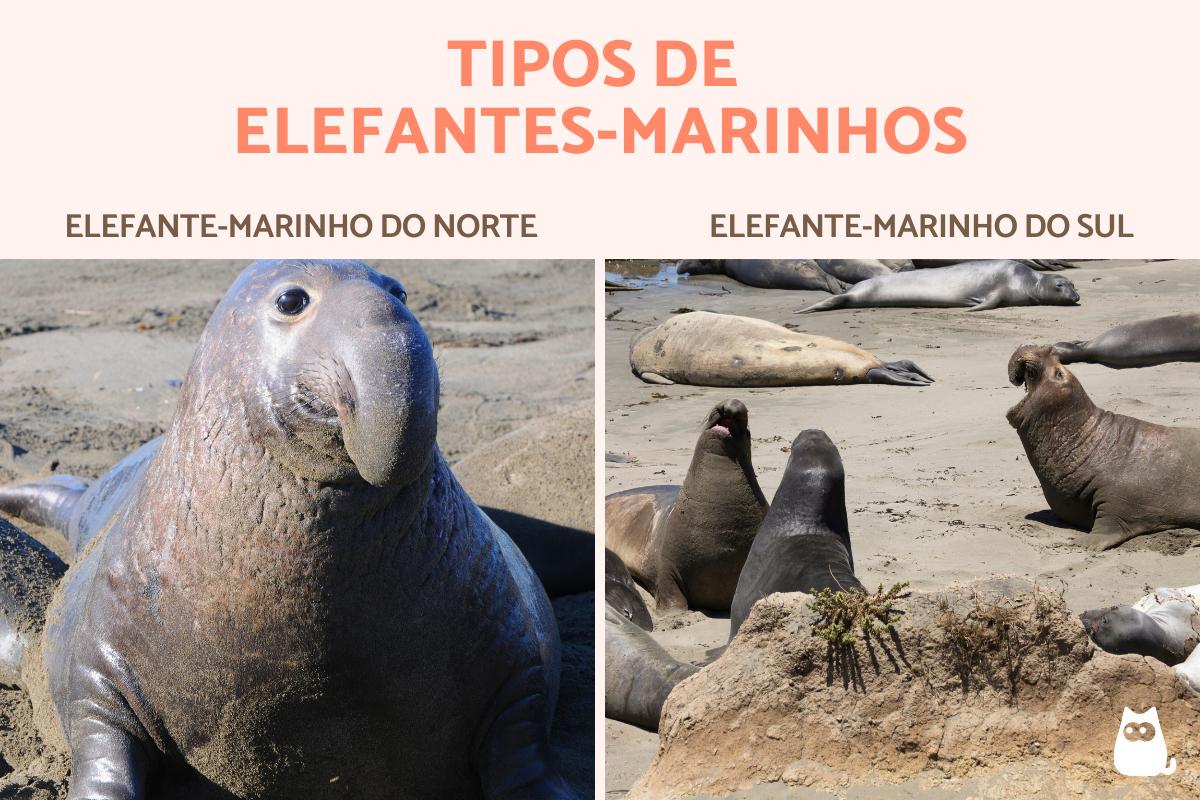 Tipos de elefantes-marinhos