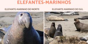 Tipos de elefantes-marinhos