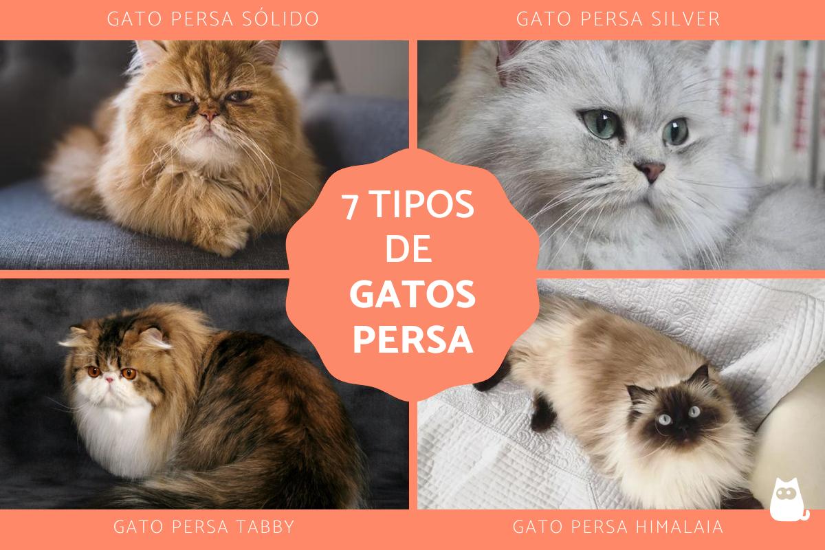 Tipos de gatos persa