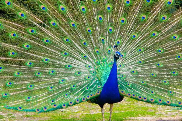 Tipos de pavão - 1. Pavão-comum ou pavão-indiano (Pavo cristatus)