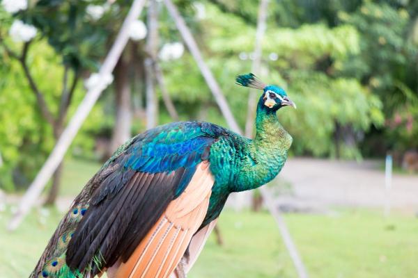 Tipos de pavão - 2. Pavão-verde (Pavo muticus)