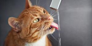 Meu gato não bebe água: causas e soluções