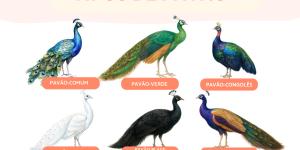 Tipos de pavão