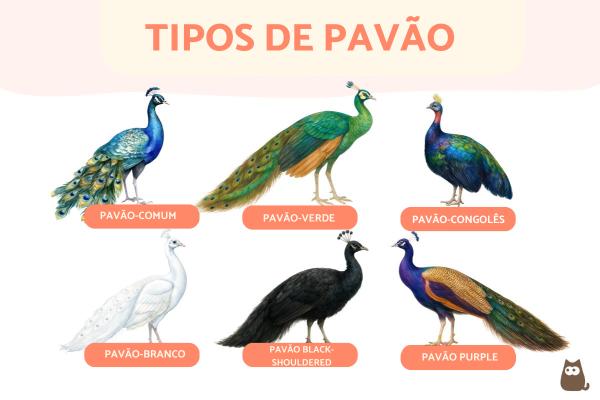 Tipos de pavão