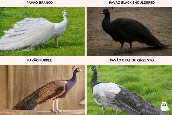 Tipos de pavão - Tipos de pavões domésticos e híbridos