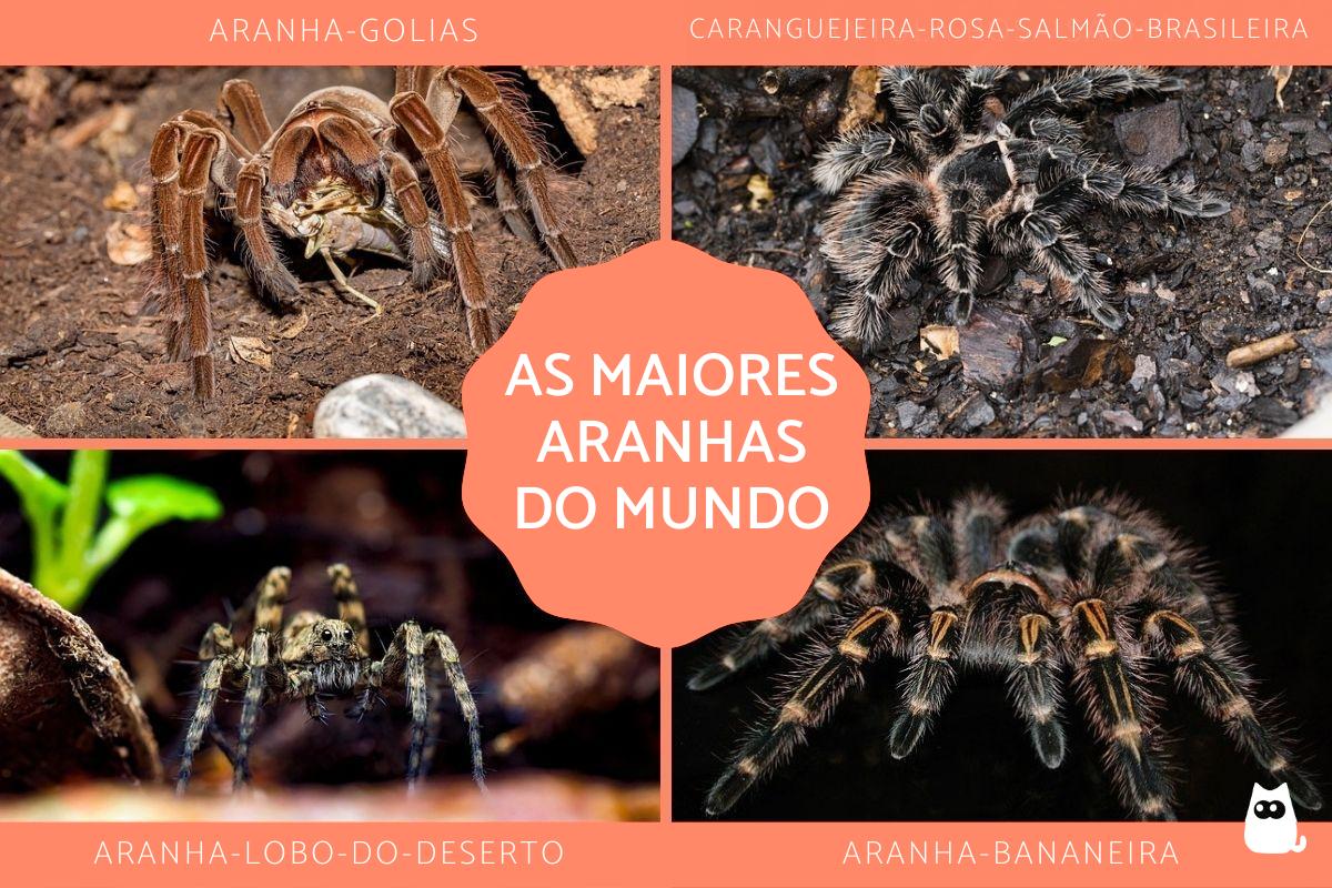 As maiores aranhas do mundo