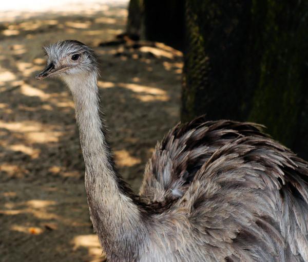 Animais com a letra N em português, inglês e espanhol -