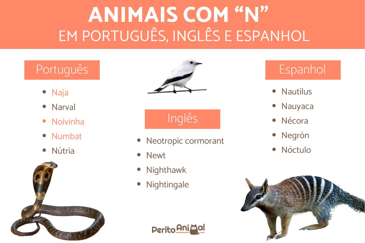 40 Animais com a letra N em português, inglês e espanhol