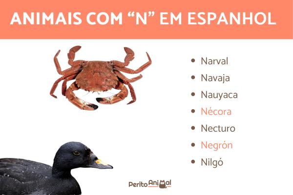 Animais com a letra N em português, inglês e espanhol - Animais com N em espanhol