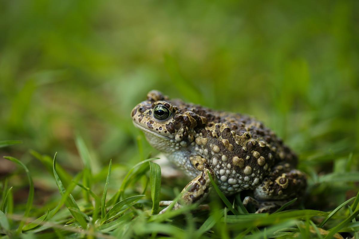 Como espantar sapos?