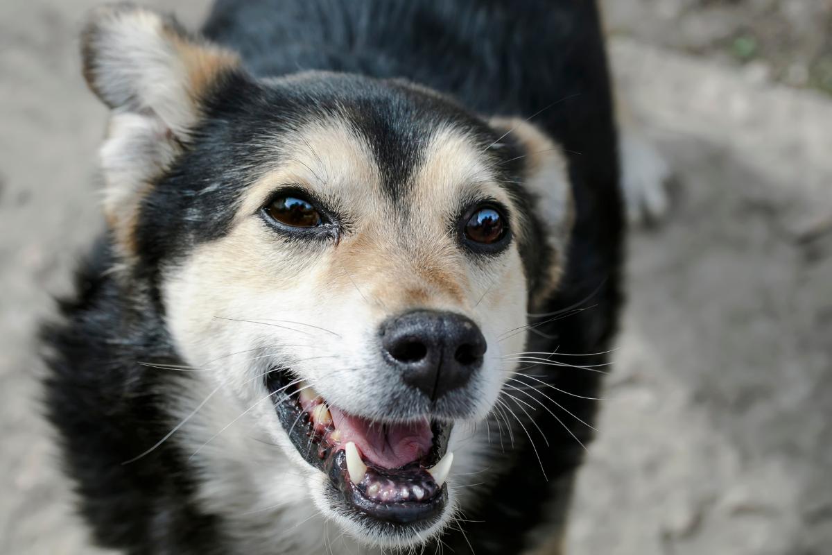 Meu cachorro perdeu os dentes, o que fazer?